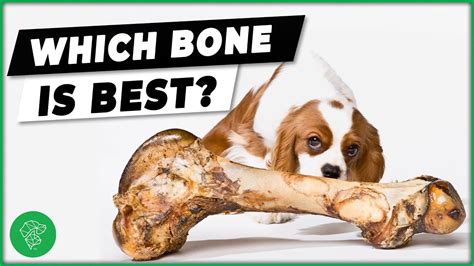 are fake bones safe for dogs